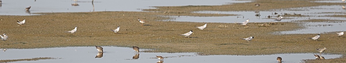 Least Tern - ML32112421