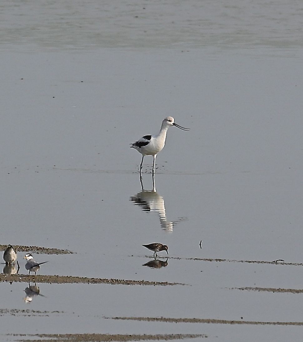 Least Tern - ML32112611