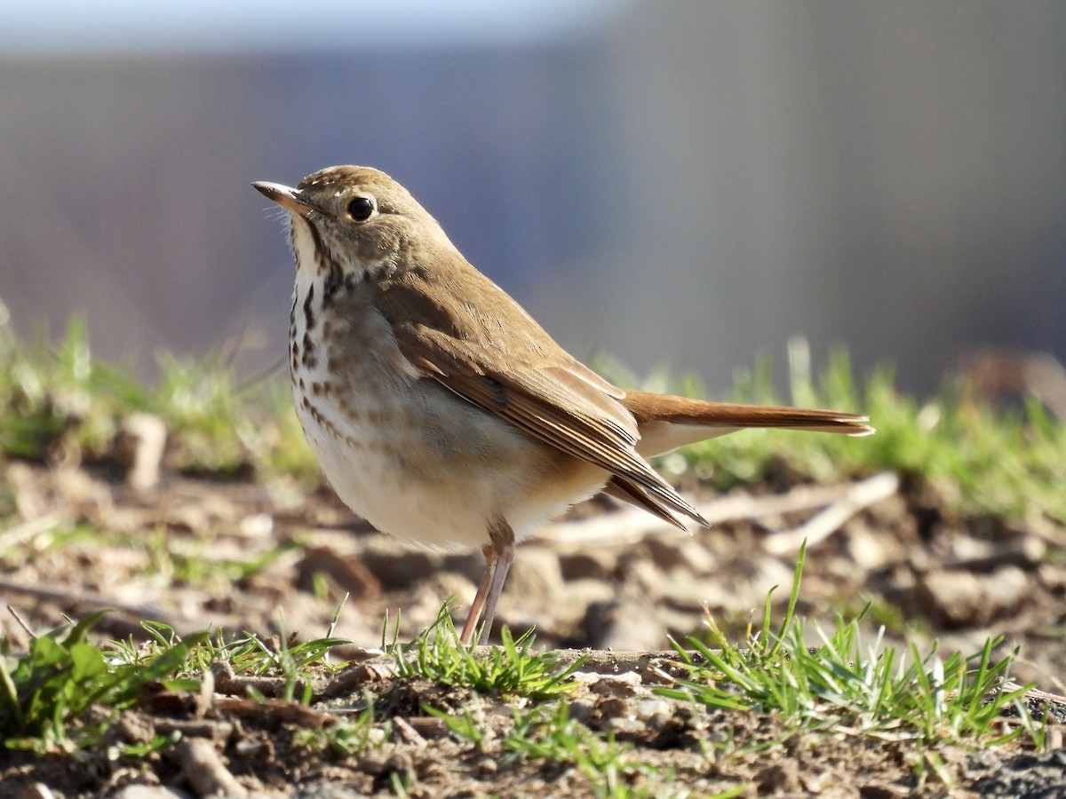 Hermit Thrush - ML321126251