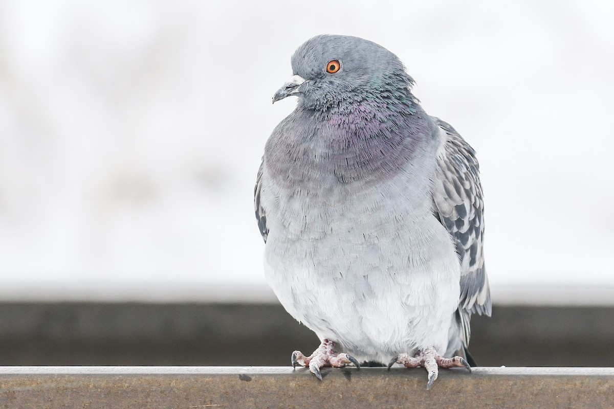 Rock Pigeon (Feral Pigeon) - Ethan Denton