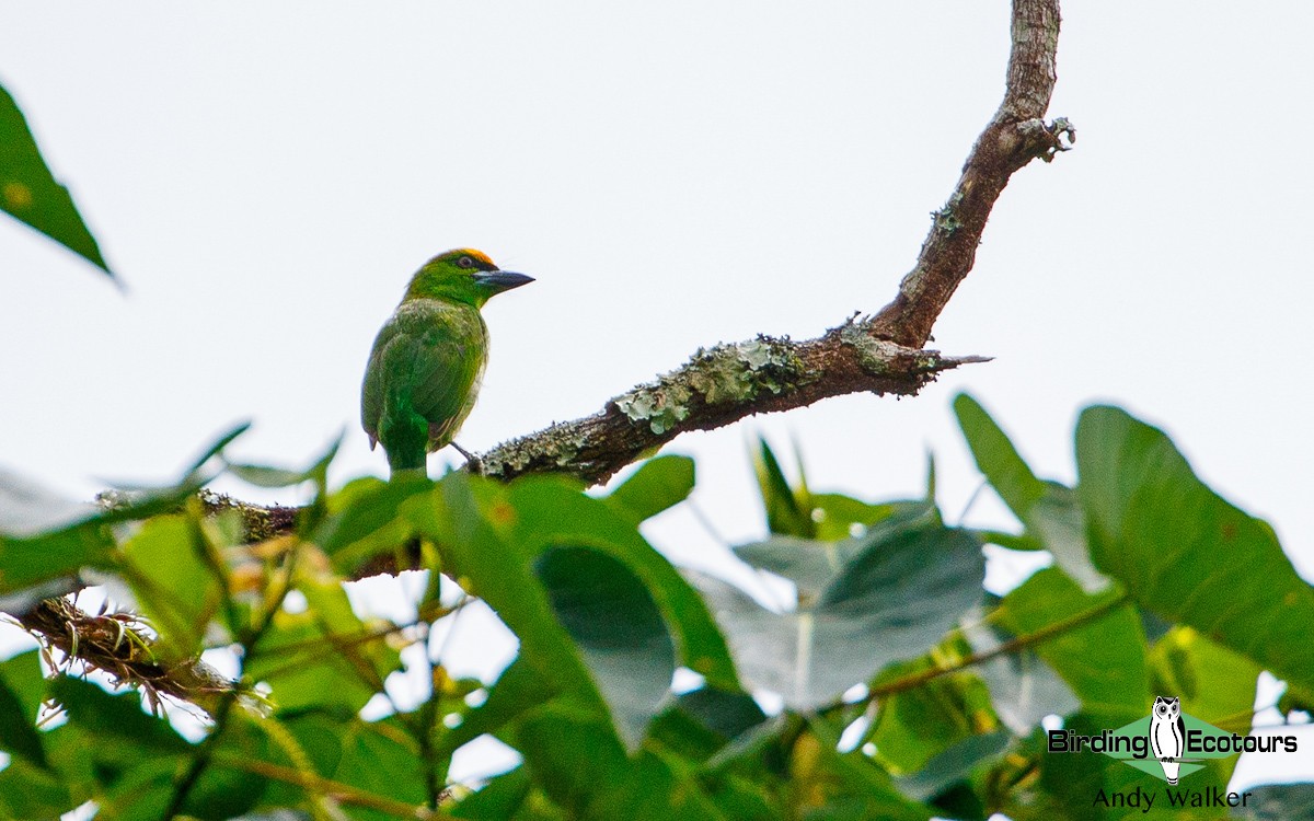 Flame-fronted Barbet - ML321127111