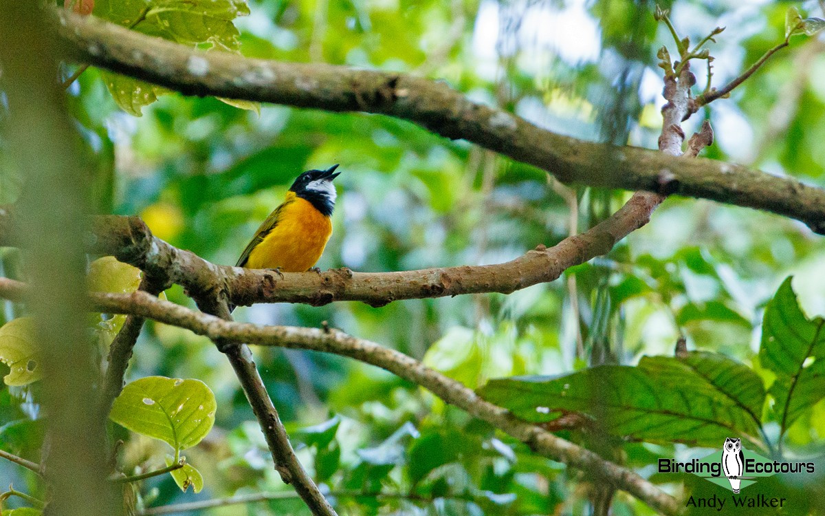 Tenggara Whistler - ML321127341