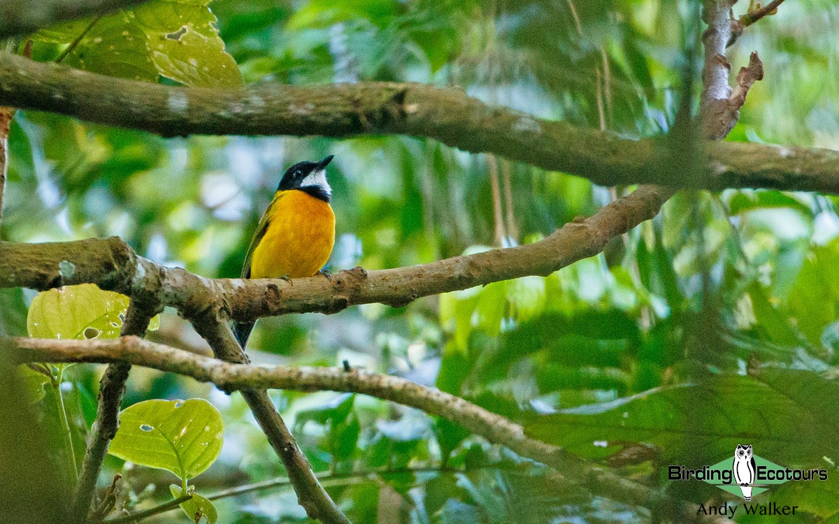 Rusty-breasted Whistler - ML321127351