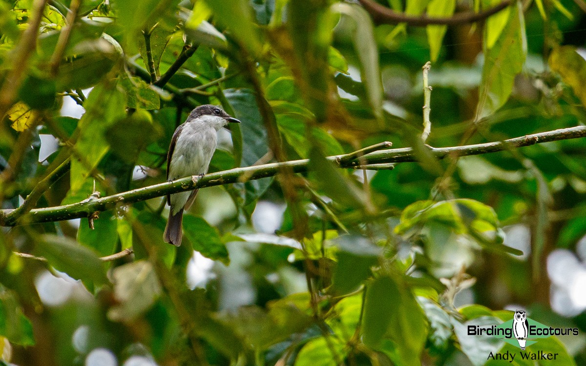 Black-winged Flycatcher-shrike - ML321127391