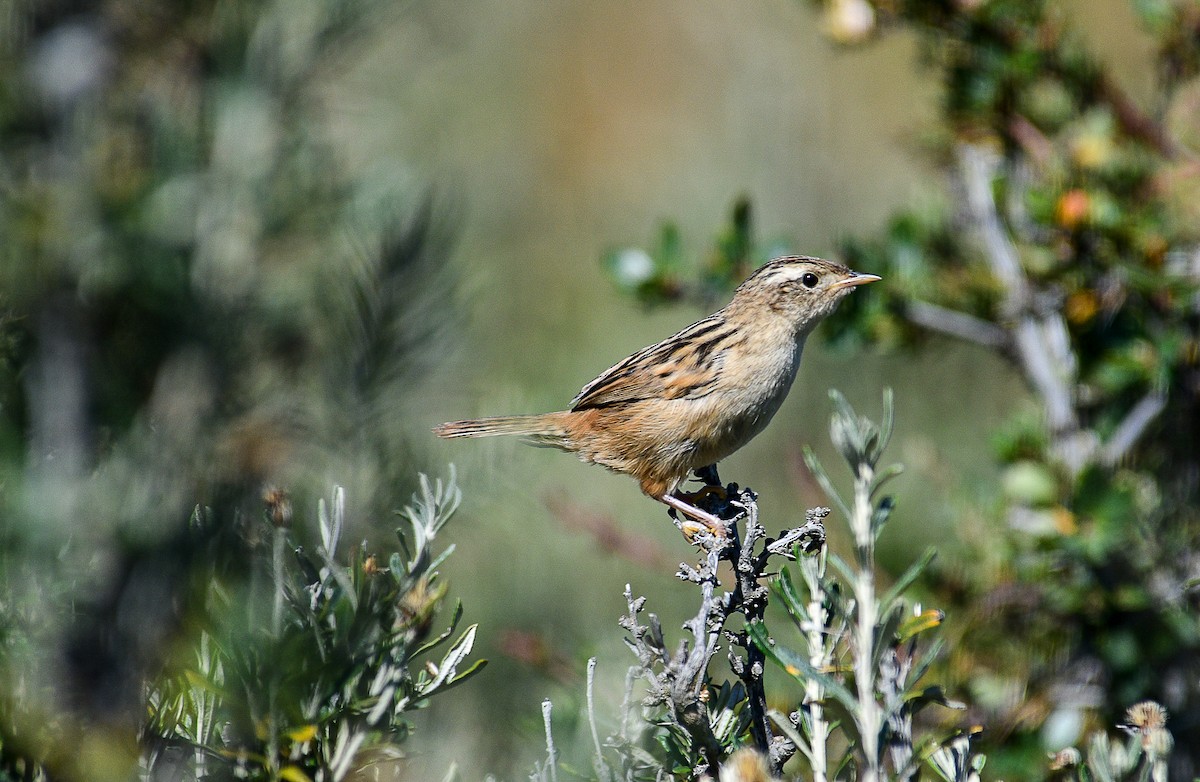 Травяной крапивник (hornensis/falklandicus) - ML321127671