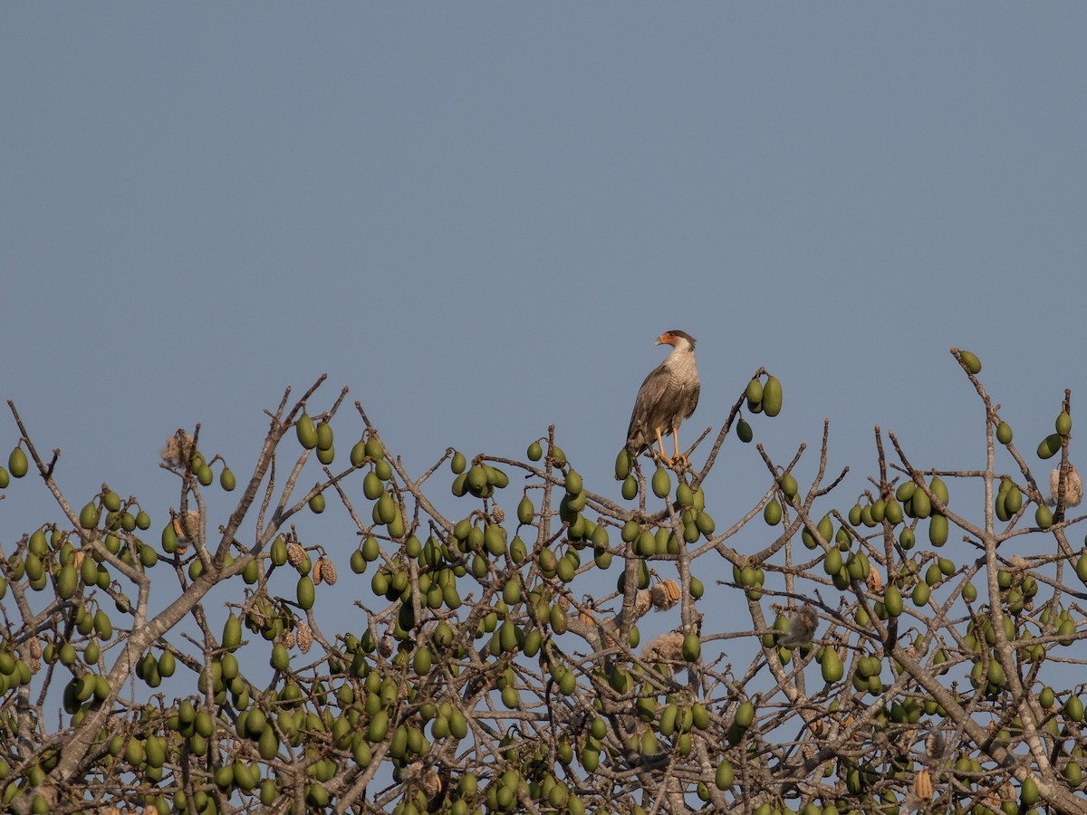 Caracara huppé (cheriway) - ML321127751