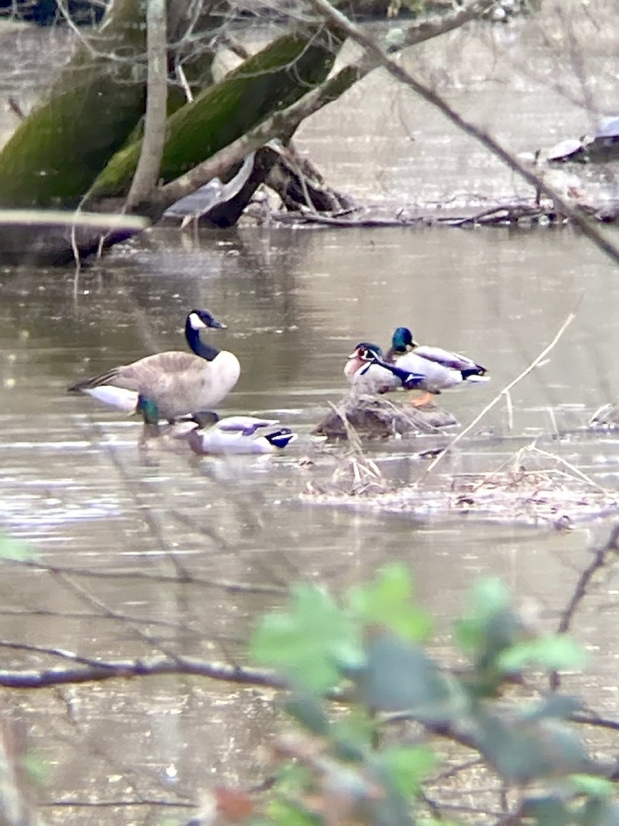 Wood Duck - ML321127851