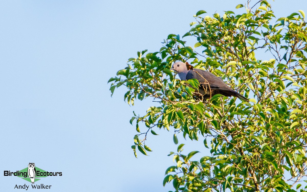 Dark-backed Imperial-Pigeon - ML321128491