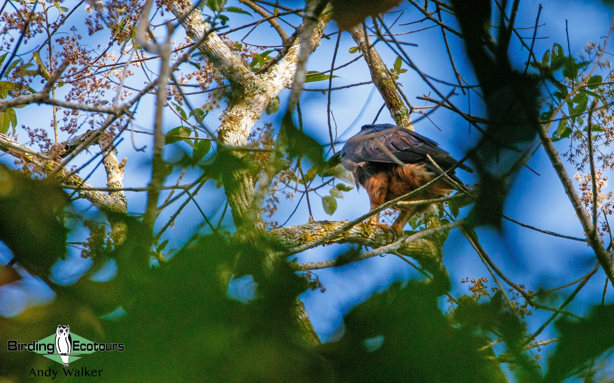 Rufous-bellied Eagle - ML321128581