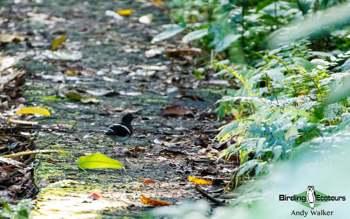 White-crowned Forktail (Javan) - ML321129111