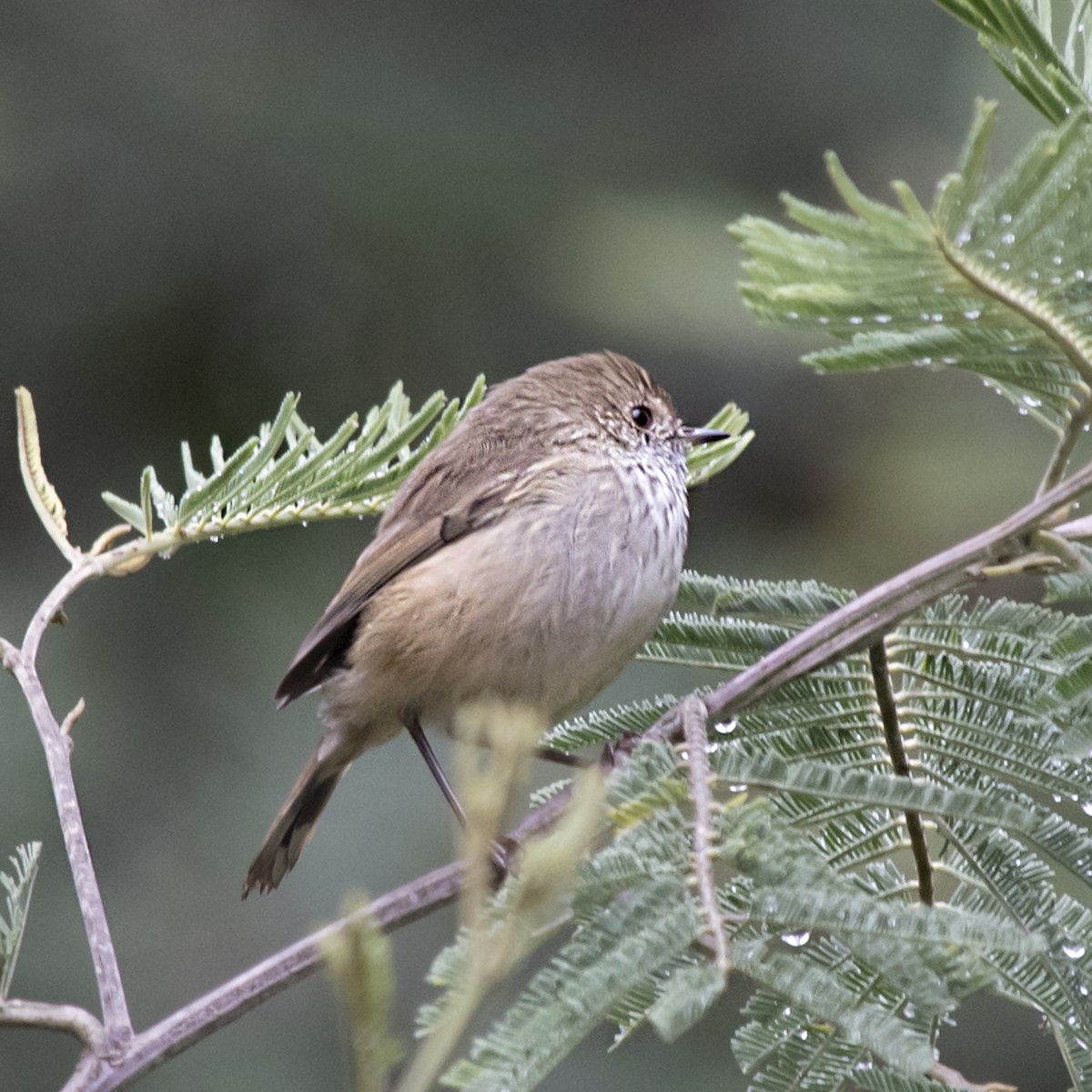 Brown Thornbill - ML321129281