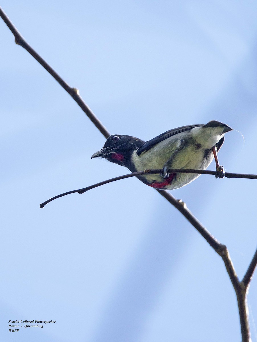 Scarlet-collared Flowerpecker - ML321129381