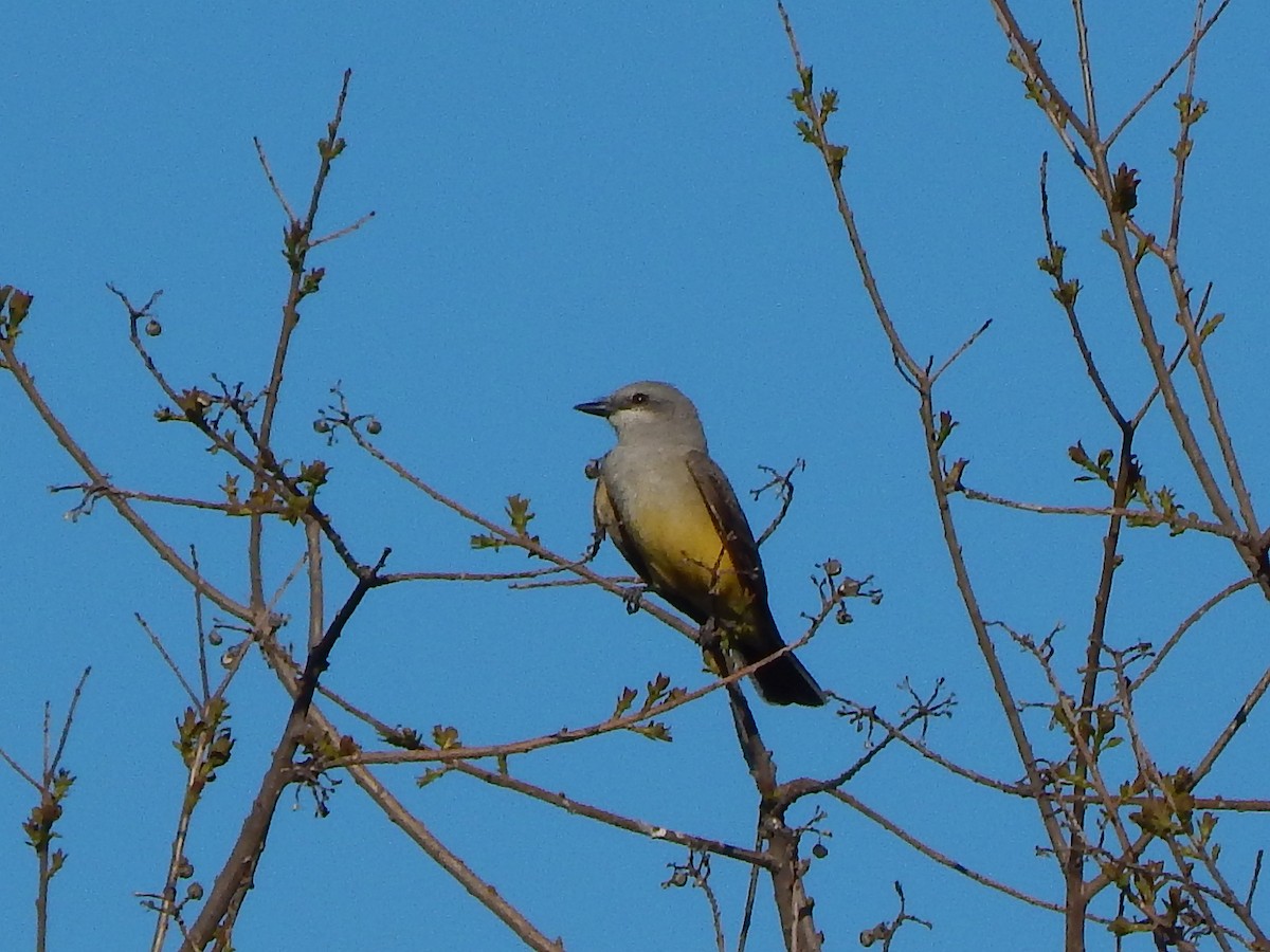 Western Kingbird - Ralph Baker