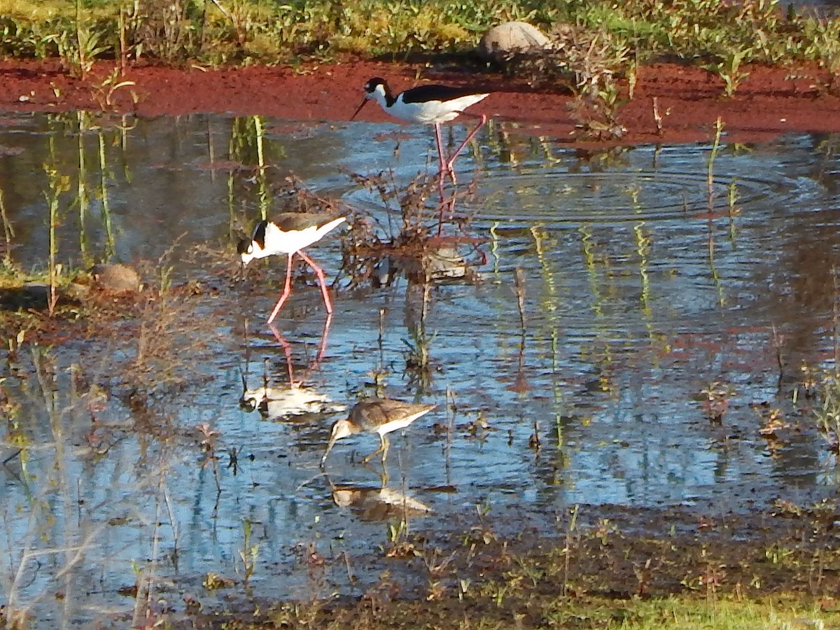 Long-billed Dowitcher - ML321130261