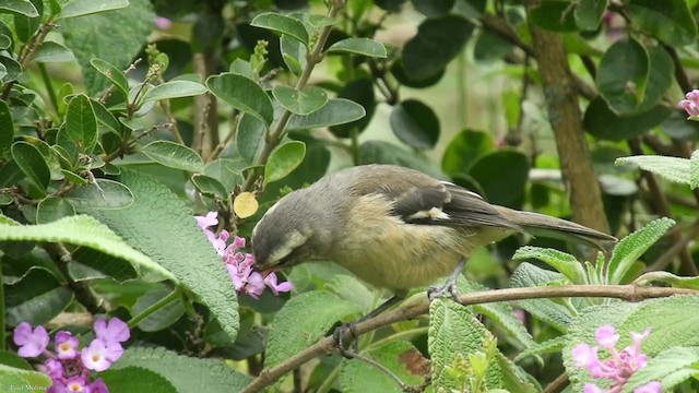 Cinereous Conebill - ML321130941