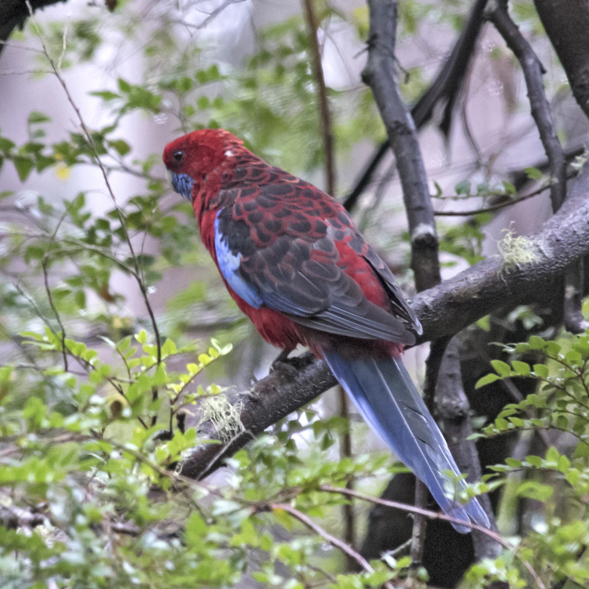 Crimson Rosella - ML321131011