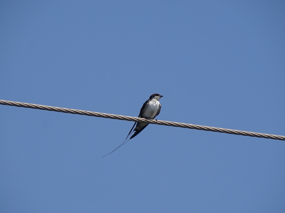 Golondrina Colilarga - ML321132281