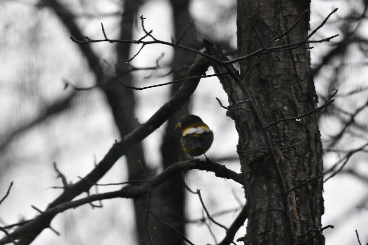 Evening Grosbeak - Laura W