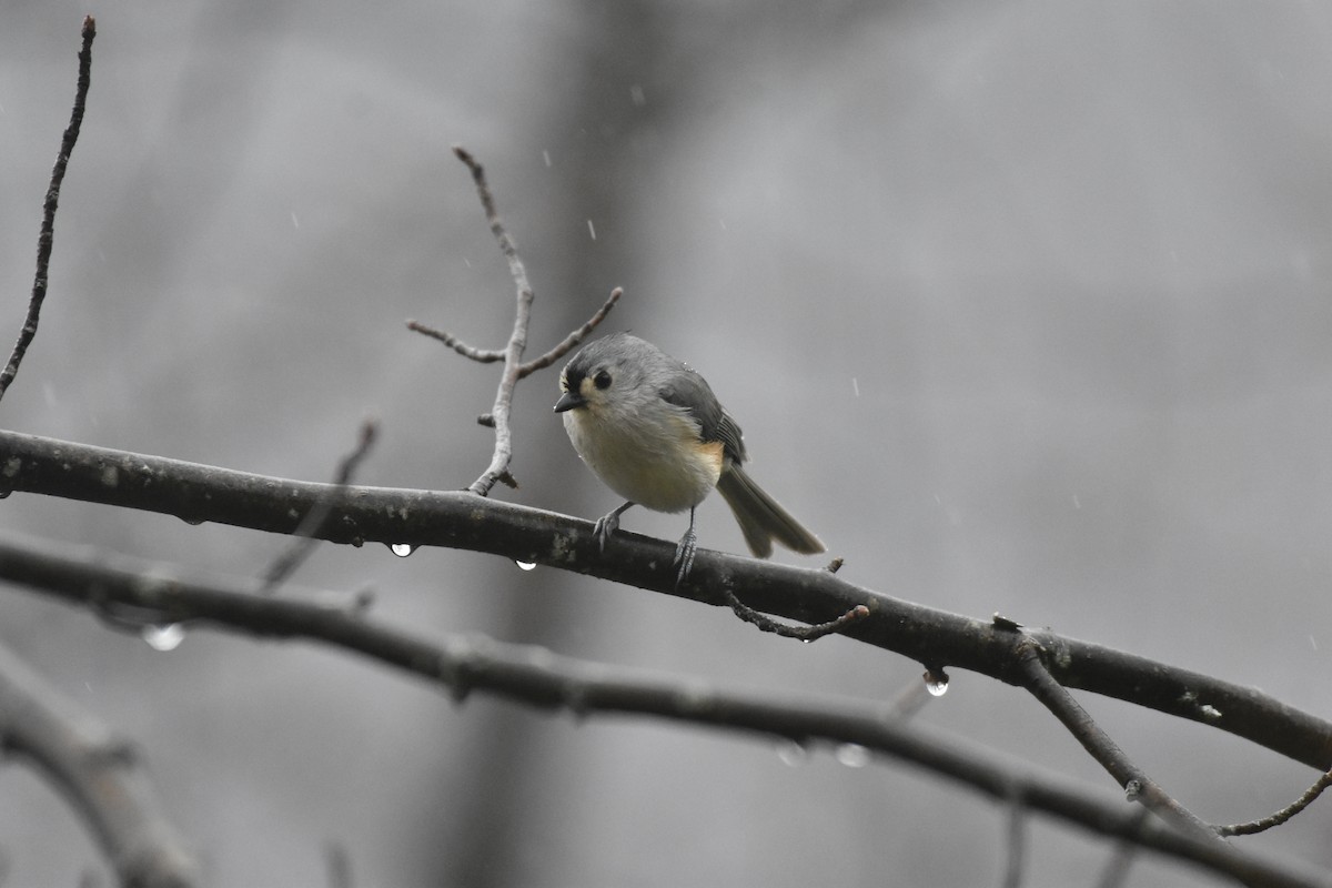 Tufted Titmouse - ML321132951