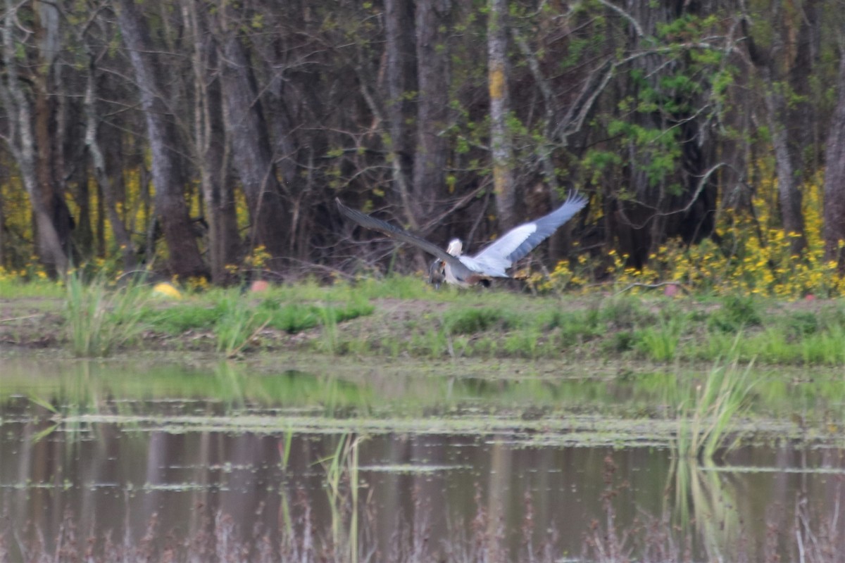 Great Blue Heron - ML321134221