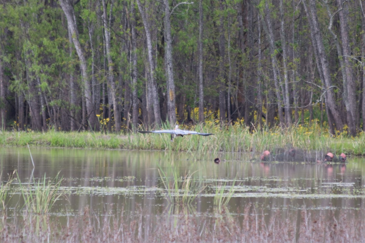 Great Blue Heron - ML321134651