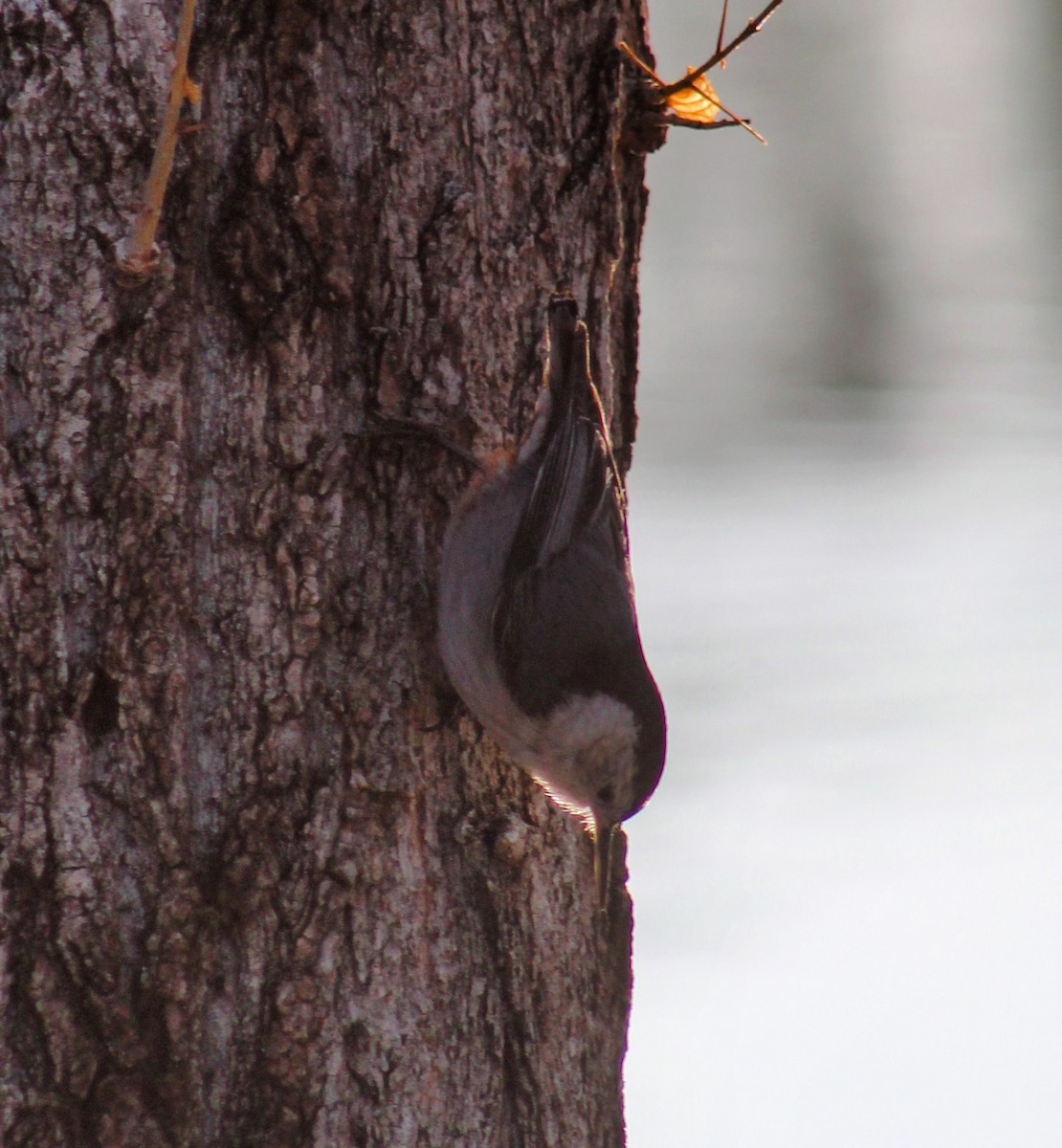 White-breasted Nuthatch - ML321135281