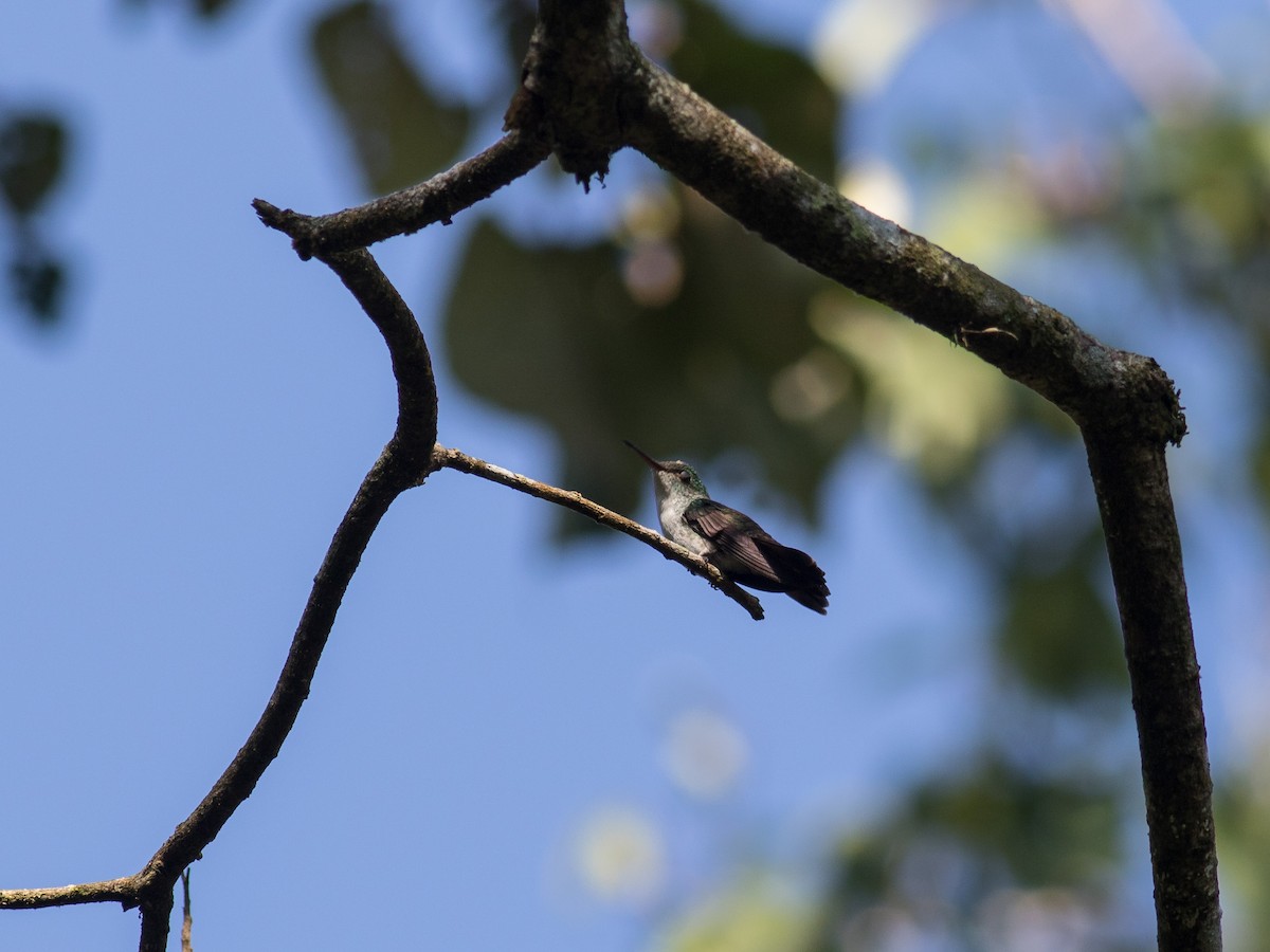 kolibřík helikóniový - ML321136771