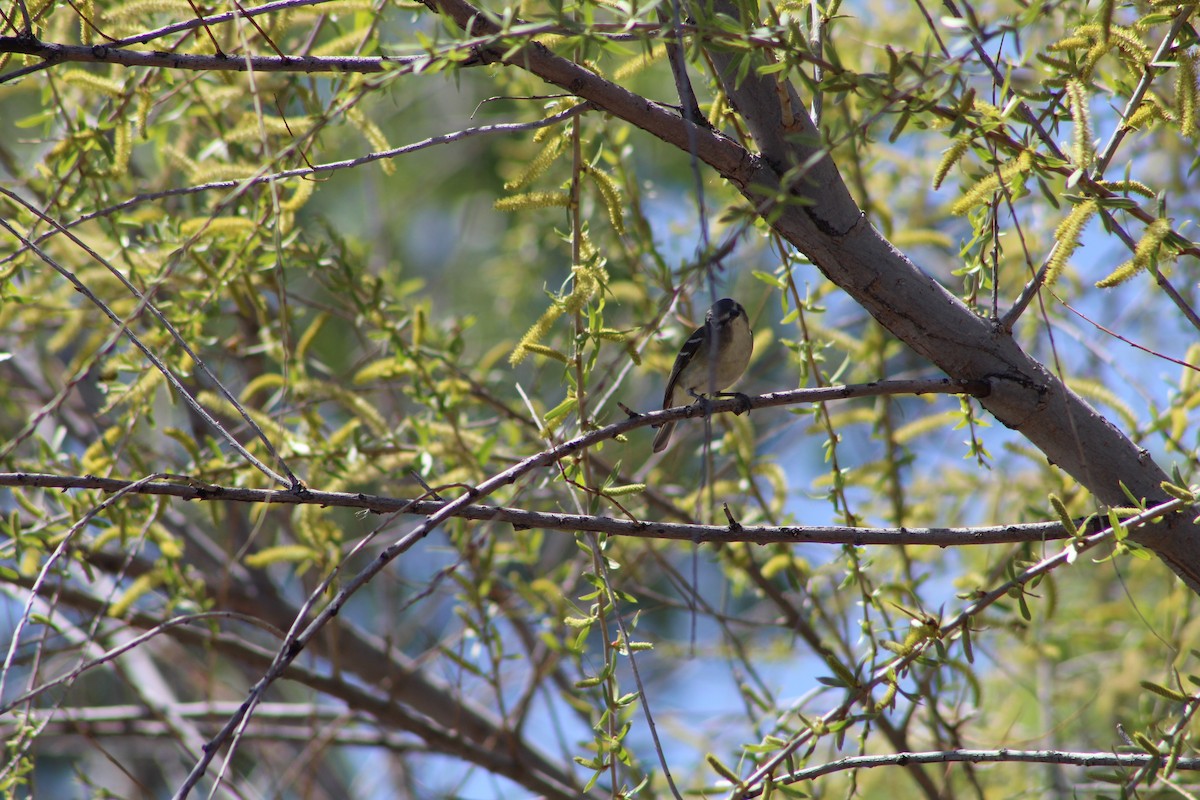 Cassin's Vireo - ML321140041