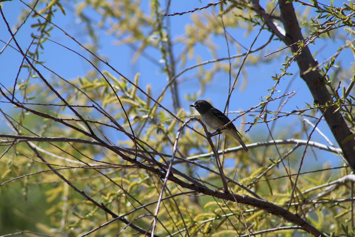 Cassin's Vireo - Alexis Stark