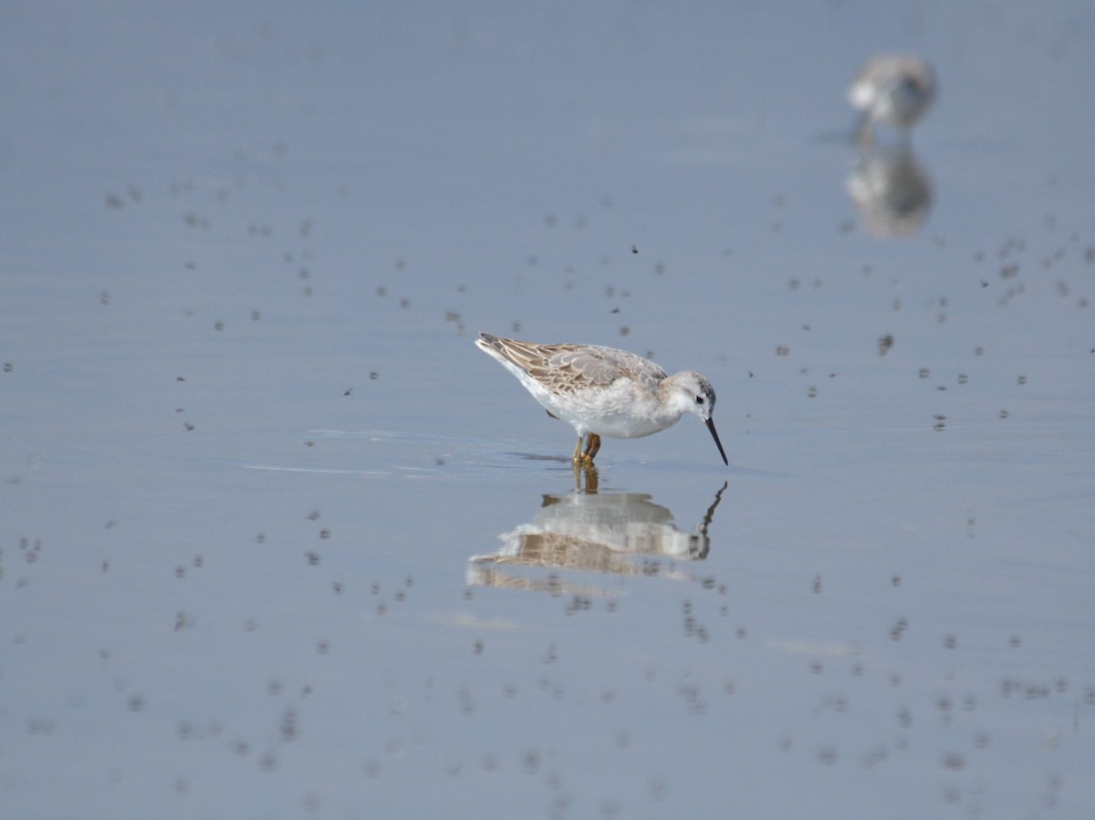 Wilson's Phalarope - jerald britten