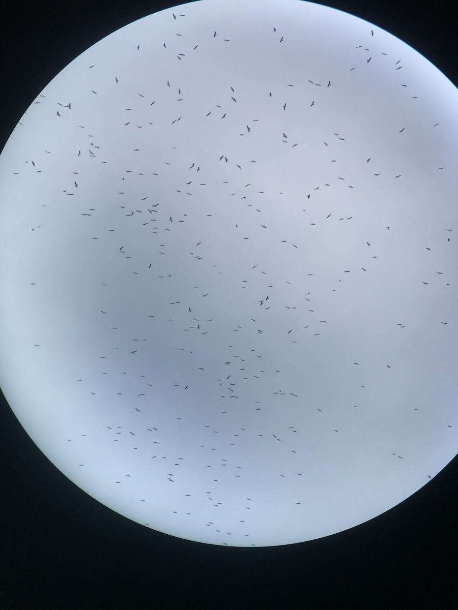 Swainson's Hawk - ML321140811