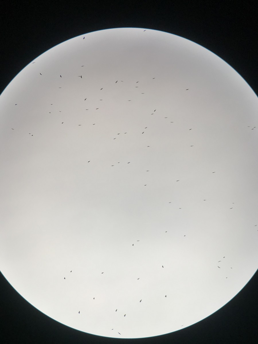 Swainson's Hawk - ML321140941