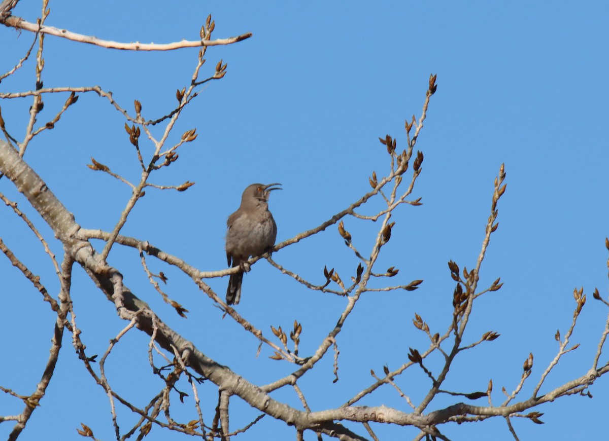 Curve-billed Thrasher - ML321141251