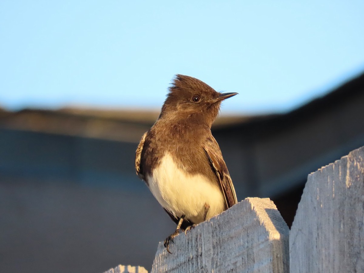 Black Phoebe - ML321141481