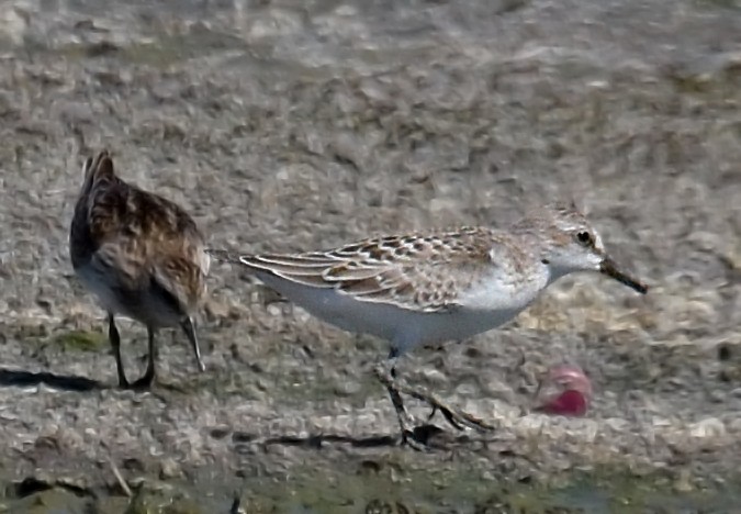 Semipalmated Sandpiper - ML32114371