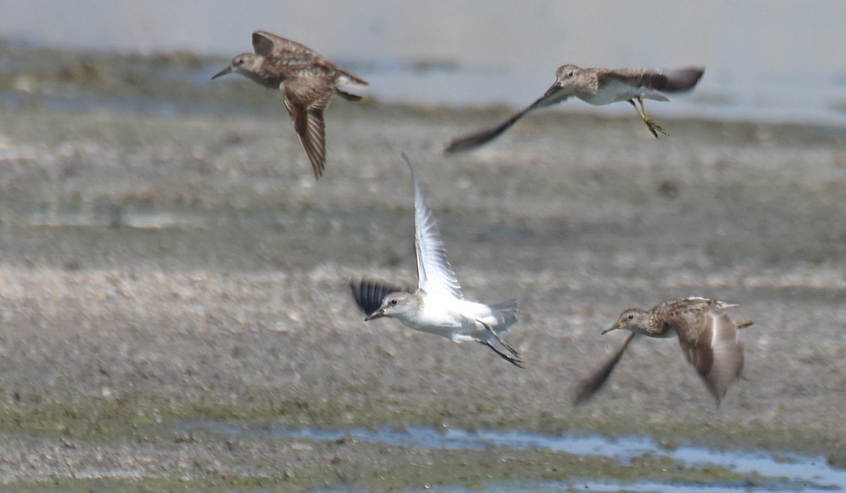 Semipalmated Sandpiper - ML32114411