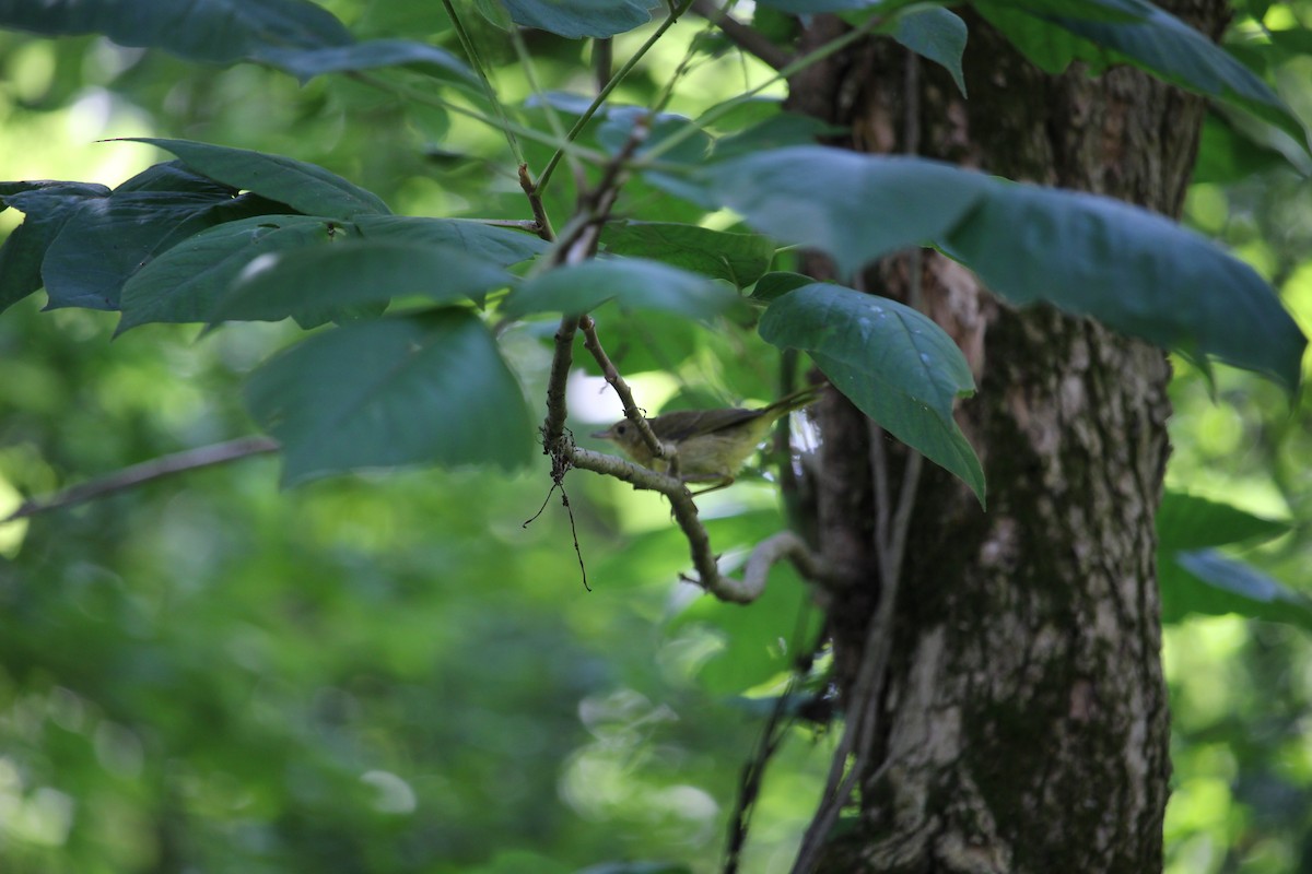 Common Yellowthroat - ML32114421