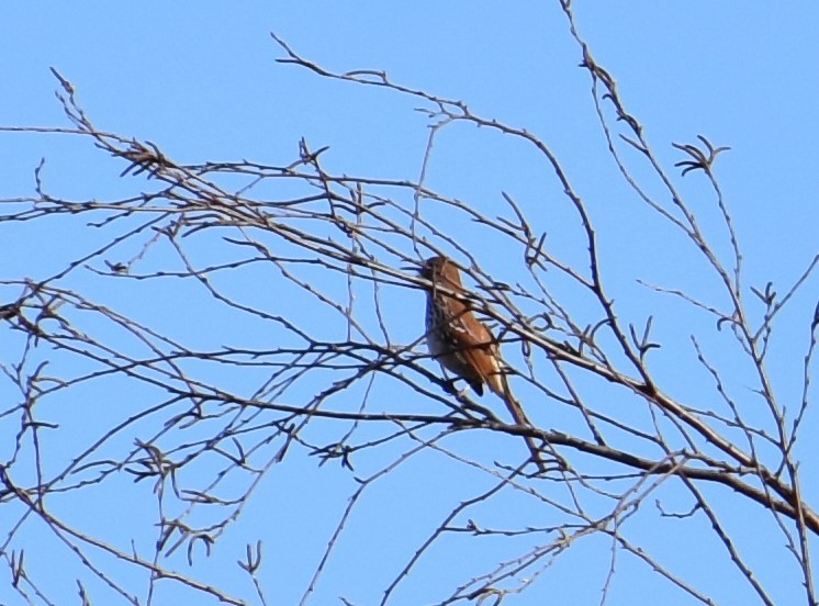 Brown Thrasher - ML321146741