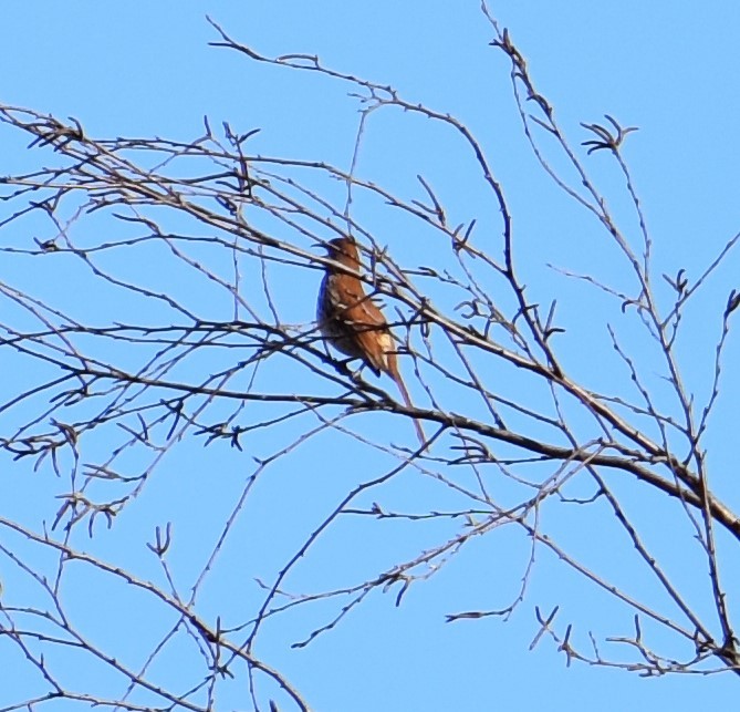 Brown Thrasher - ML321146751