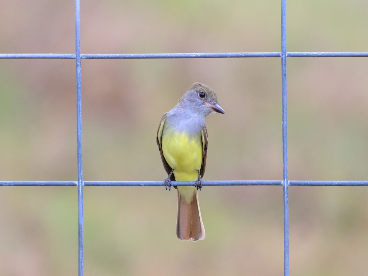 Great Crested Flycatcher - ML321147381