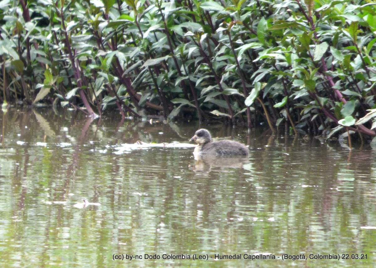 American Coot - Leonardo Ortega (Dodo Colombia)