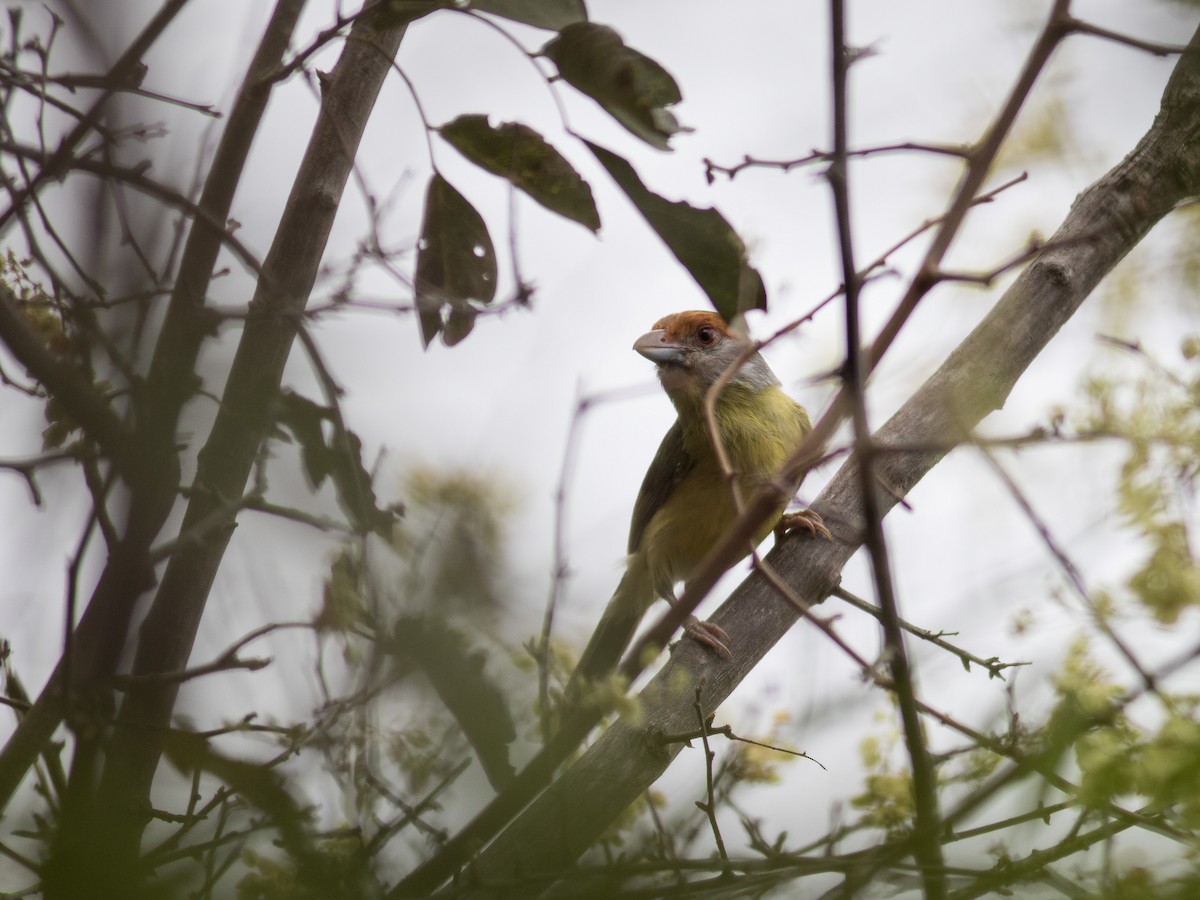 Rufous-browed Peppershrike - matthew sabatine