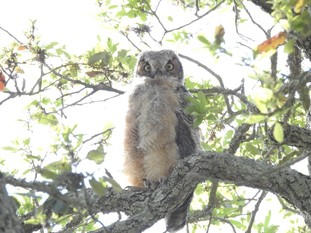 Great Horned Owl - ML321152431