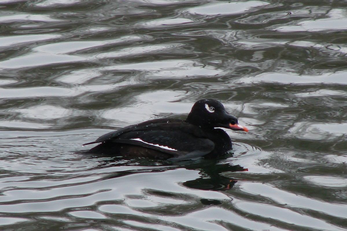 White-winged Scoter - Kevin Lee