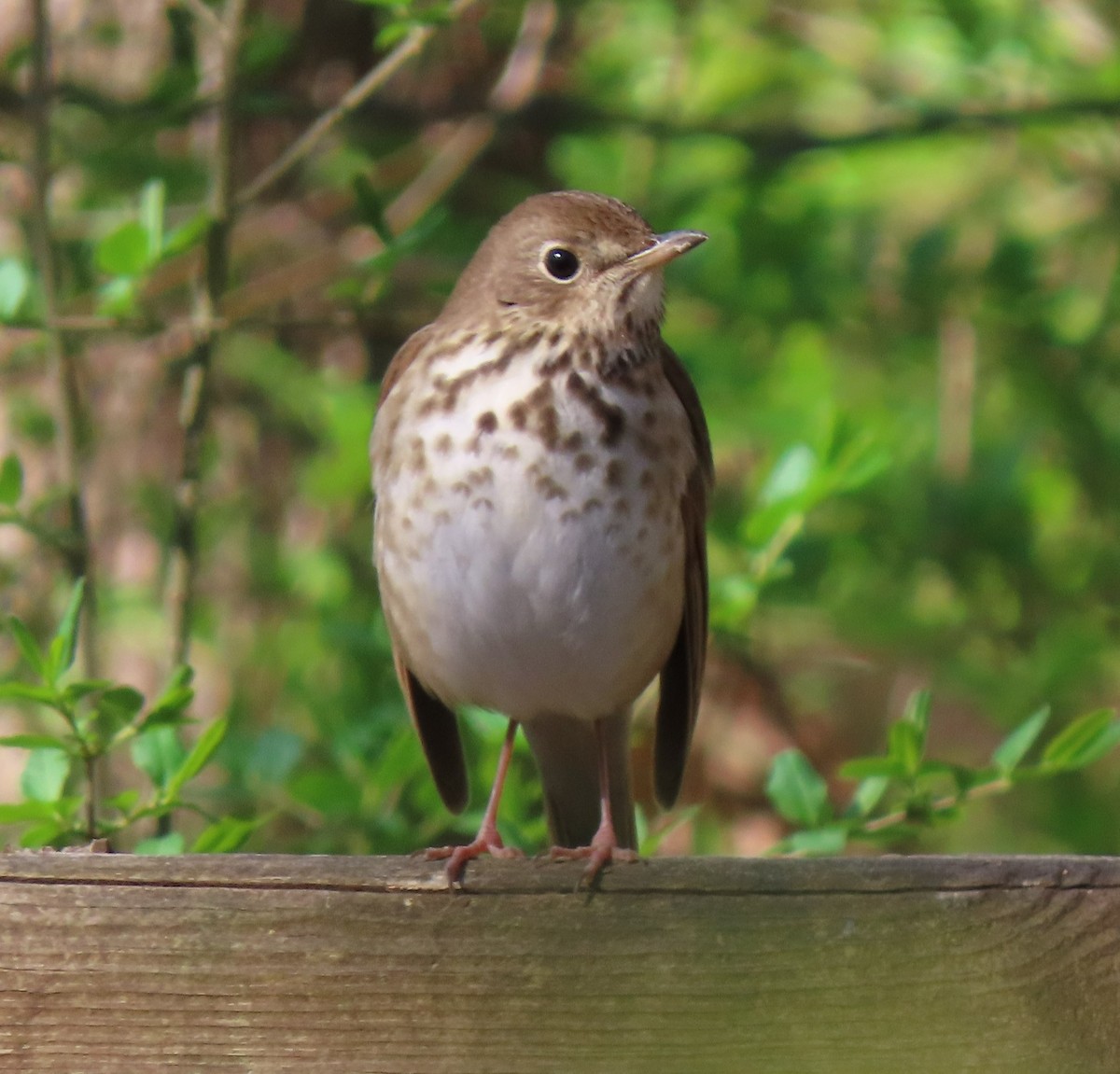 Hermit Thrush - ML321154901