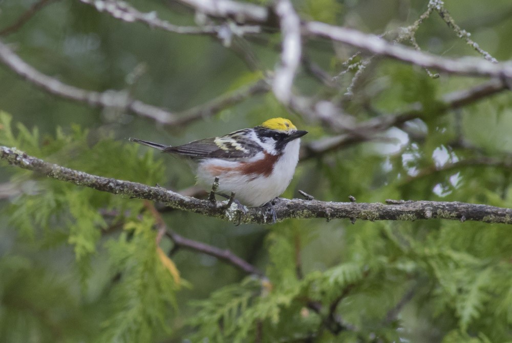 Chestnut-sided Warbler - ML32115721