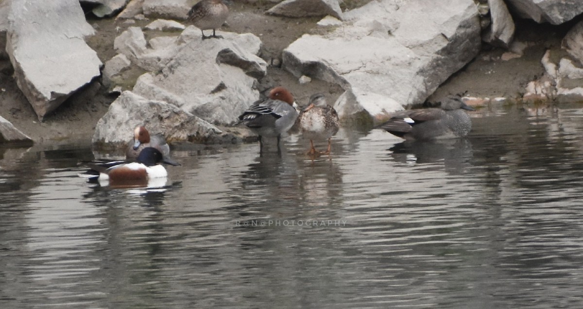Northern Shoveler - ML321157311