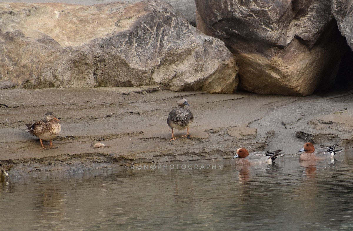 Eurasian Wigeon - ML321157521