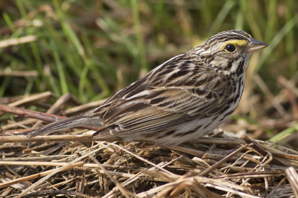 Savannah Sparrow - ML32115911