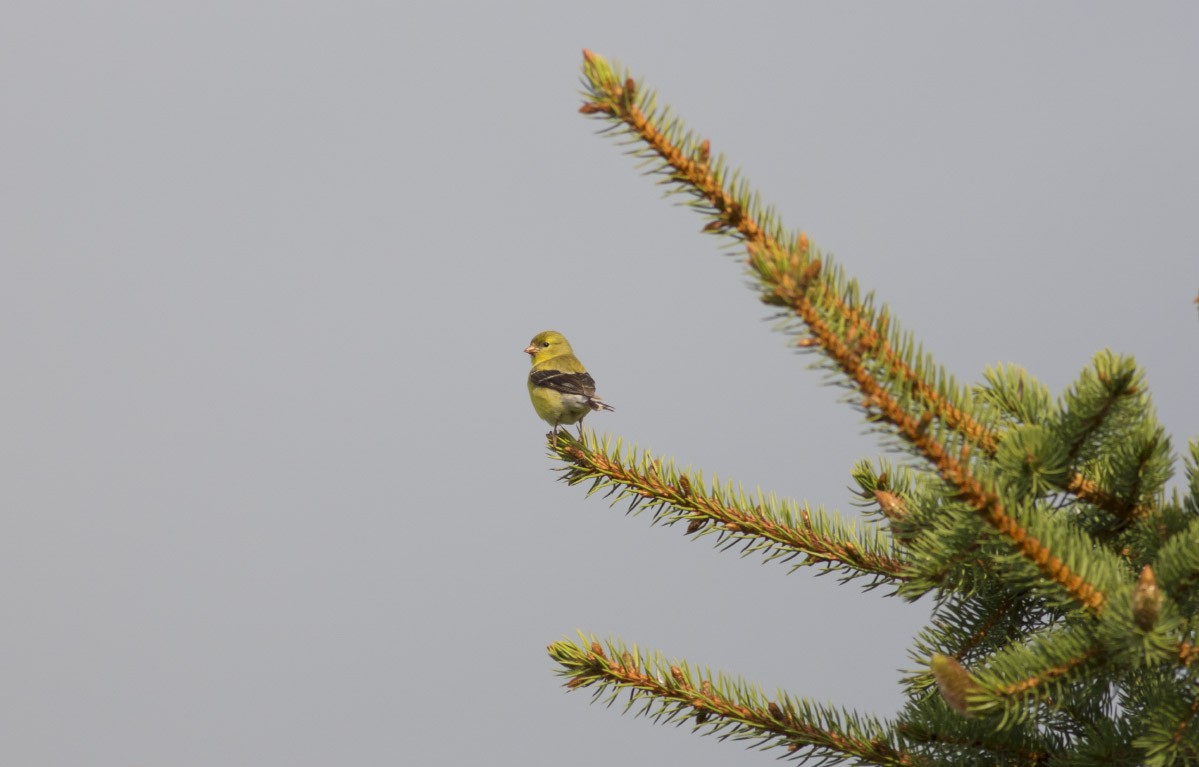 American Goldfinch - ML32115971